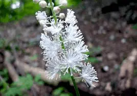 Black Cohosh