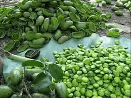 Griffonia simplicifolia or 5-HTP